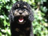 Özel ve Nadir renkteki Phantom Poodle yavrularımız