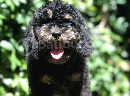 Özel Ve Nadir Renkteki Phantom Poodle Yavrularımız