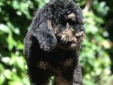 Özel Ve Nadir Renkteki Phantom Poodle Yavrularımız