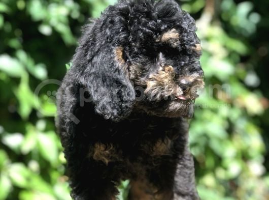 Özel Ve Nadir Renkteki Phantom Poodle Yavrularımız görsel