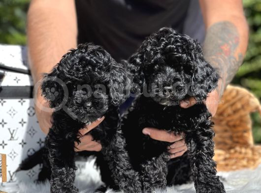 Siyah Poodle Yavrularımız görsel