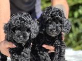 Siyah Poodle Yavrularımız