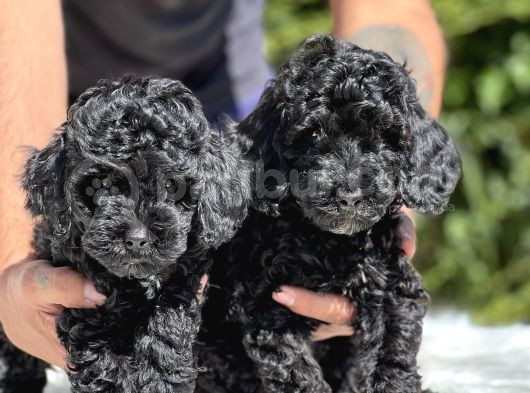 Siyah Poodle Yavrularımız görsel