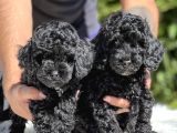Siyah Poodle yavrularımız