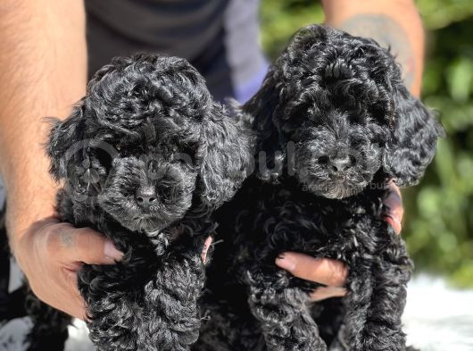 Siyah Poodle Yavrularımız