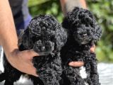 Siyah Poodle Yavrularımız