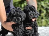 Siyah Poodle Yavrularımız