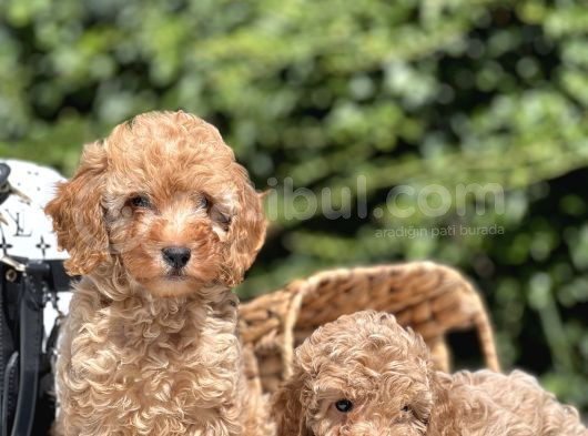 Miniatür Fawn Yavrularımız görsel