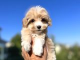 Babyface Maltıpoo Yavrularımız