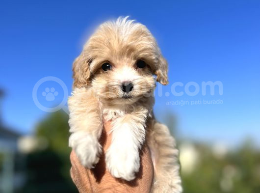 Babyface Maltıpoo Yavrularımız görsel