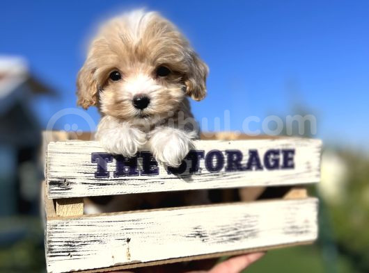Babyface Maltıpoo Yavrularımız görsel