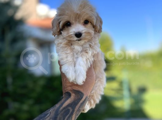 Babyface Maltıpoo Yavrularımız görsel