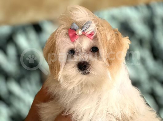 Dizayın Irk Morkie Güzelliği görsel
