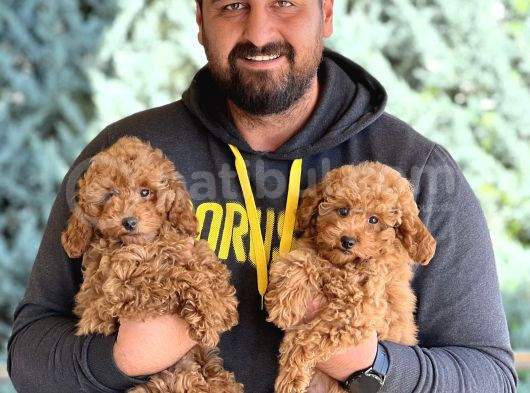 Miniatür Red Dişi Yavrularımız görsel