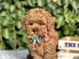 Orjinal Kore Anne Babadan Toy Poodle Yavrular