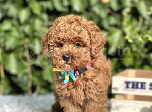 Orjinal Kore Anne Babadan Toy Poodle Yavrular görsel