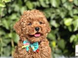 Orjinal kore anne babadan Toy Poodle yavrular