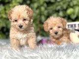 Orjinal Dizayn Irk Maltıpoo Yavrular