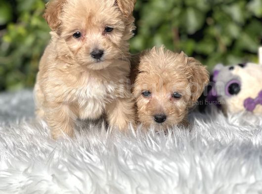 Orjinal Dizayn Irk Maltıpoo Yavrular görsel