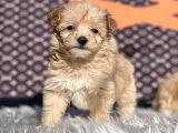 Orjinal Dizayn Irk Maltıpoo Yavrular