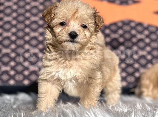Orjinal Dizayn Irk Maltıpoo Yavrular görsel