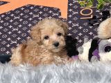 Orjinal Dizayn Irk Maltıpoo Yavrular
