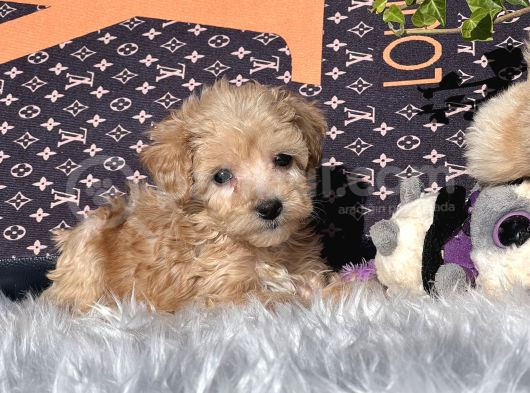 Orjinal Dizayn Irk Maltıpoo Yavrular görsel