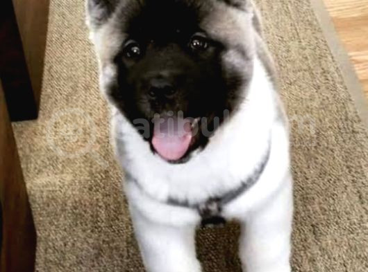 Amerikan Akita Güzelliği görsel