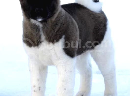 Amerikan Akita Güzelliği görsel