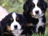 Safkan Bernese yavrularımız