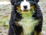 Safkan Bernese Yavrularımız