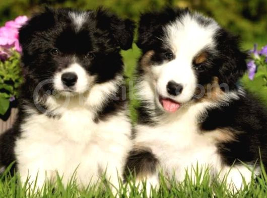 Dünyanın En Akıllı Köpeği Border Yavrusu