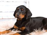 King Size Doberman Yavrular
