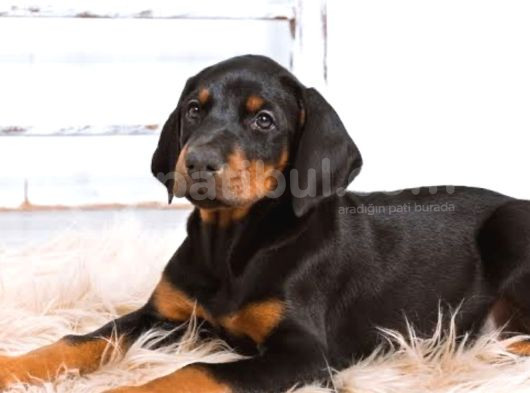 King Size Doberman Yavrular görsel
