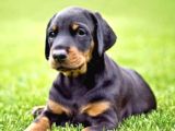 King Size Doberman Yavrular
