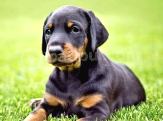 King Size Doberman Yavrular görsel