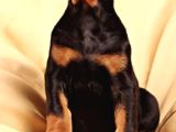 King Size Doberman Yavrular
