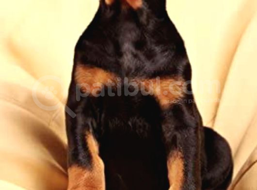 King Size Doberman Yavrular görsel