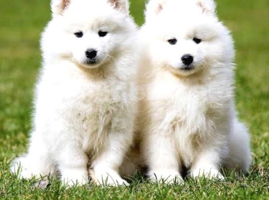 Bembeyaz gülen surat samoyed yavruları