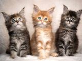 Dev kedi Mainecoon yavrular