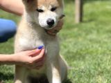 Yarışma Düzeyi Japon Akita