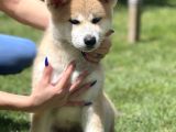 Yarışma Düzeyi Japon Akita