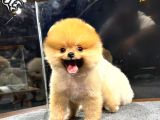 MUHTEŞEM GÜZELLİKTE DİŞİ VE ERKEK POMERANIAN BEBEKLERİMİZ HUZURLARINIZDA