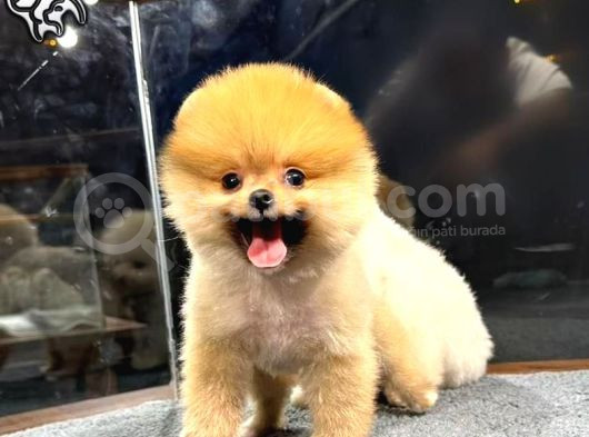 Muhteşem Güzelli̇kte Di̇şi̇ Ve Erkek Pomeranian Bebekleri̇mi̇z Huzurlarinizda