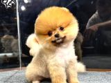 Muhteşem Güzelli̇kte Di̇şi̇ Ve Erkek Pomeranian Bebekleri̇mi̇z Huzurlarinizda