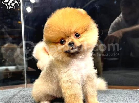 Muhteşem Güzelli̇kte Di̇şi̇ Ve Erkek Pomeranian Bebekleri̇mi̇z Huzurlarinizda görsel