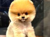 Muhteşem Güzelli̇kte Di̇şi̇ Ve Erkek Pomeranian Bebekleri̇mi̇z Huzurlarinizda