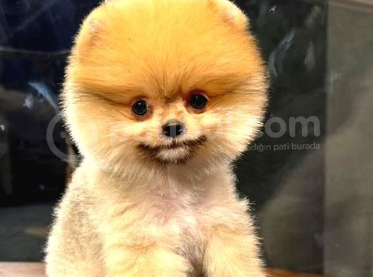 Muhteşem Güzelli̇kte Di̇şi̇ Ve Erkek Pomeranian Bebekleri̇mi̇z Huzurlarinizda görsel