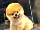 Muhteşem Güzelli̇kte Di̇şi̇ Ve Erkek Pomeranian Bebekleri̇mi̇z Huzurlarinizda