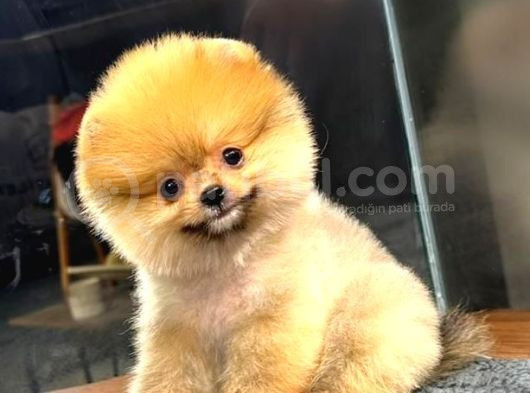Muhteşem Güzelli̇kte Di̇şi̇ Ve Erkek Pomeranian Bebekleri̇mi̇z Huzurlarinizda görsel